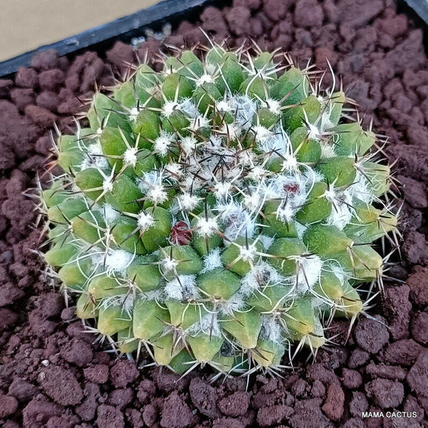 MAMMILLARIA CONFUSA B 202