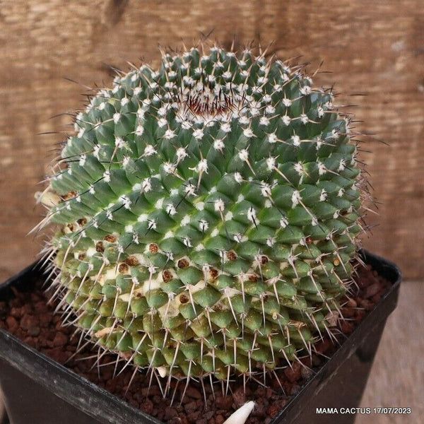 MAMMILLARIA MARKSIANA