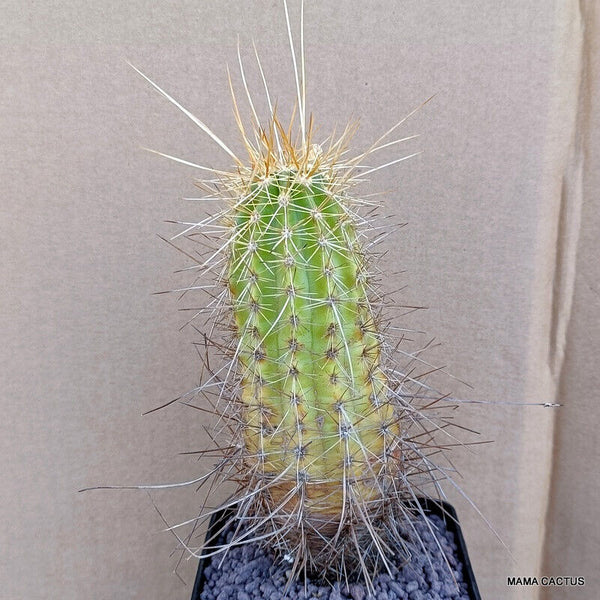 A2526 ECHINOCEREUS NICHOLII FASCICULATUS pot 9 cm H 15 cm W 5,5 cm MaMa Cactus