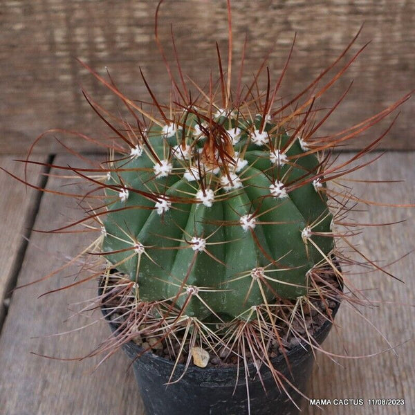 MELOCACTUS ERNESTII