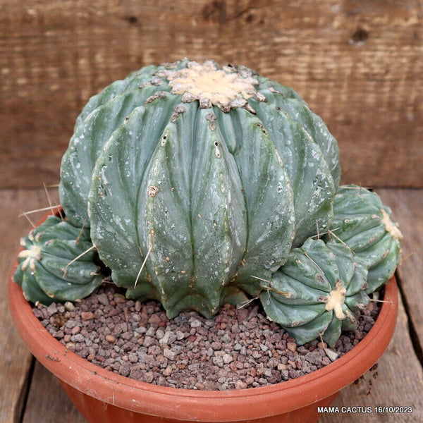 FEROCACTUS GLAUCESCENS INERMIS