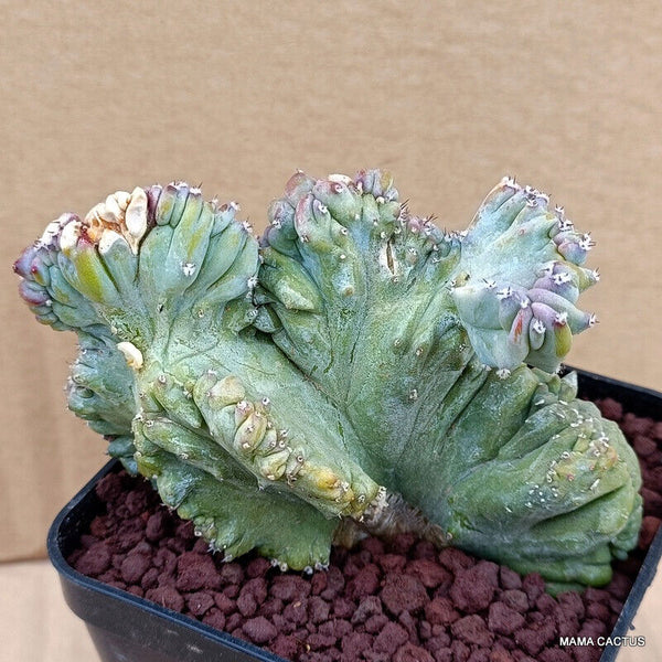 MYRTILLOCACTUS GEOMETRIZANS STRICTUS