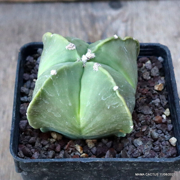 ASTROPHYTUM MYRIOSTIGMA QUADRICOSTATUM