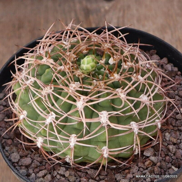 GYMNOCALYCIUM FERRARI