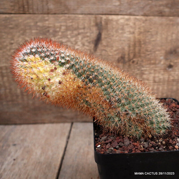 MAMMILLARIA SPINOSISSIMA VARIEGATED