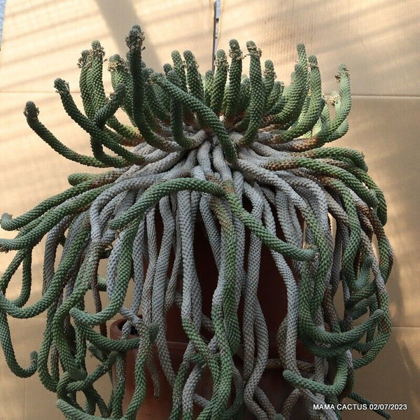 EUPHORBIA INERMIS VERY OLD BIG CAUDEX