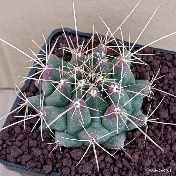 A6901 THELOCACTUS MATUDAE X BUEKII pot 10 cm H 4 cm W 7,5 cm MaMa Cactus