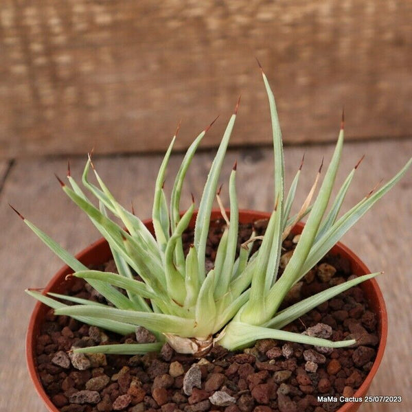 AGAVE STRICTA NANA