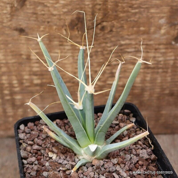 LEUCHTENBERGIA PRINCIPIS