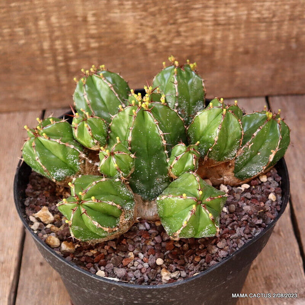 EUPHORBIA HANDIENSIS
