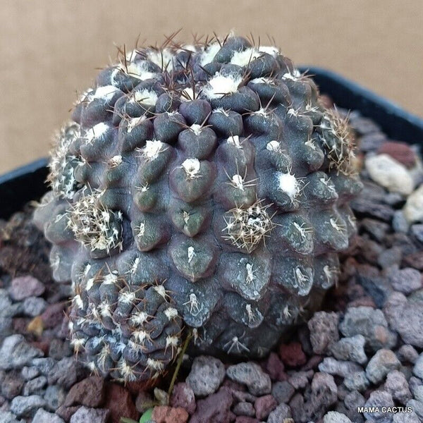 NEOPORTERIA OCCULTA PROLIFICA