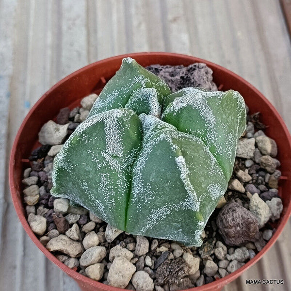 ASTROPHYTUM MYRIOSTIGMA KIKKO