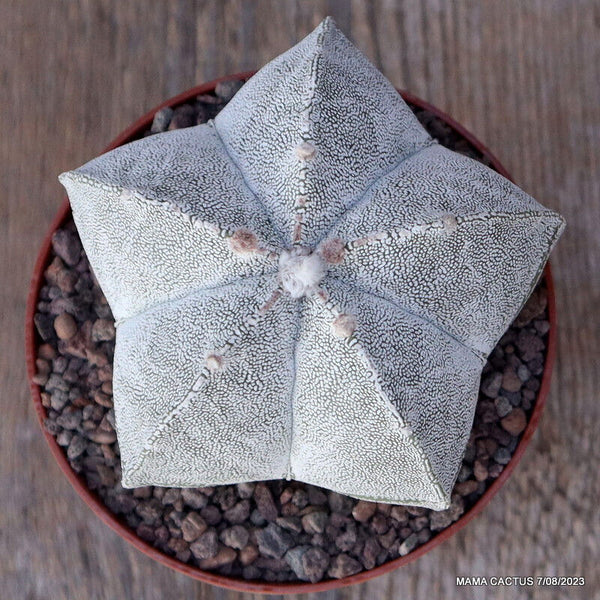 ASTROPHYTUM MYRIOSTIGMA ONZUKA