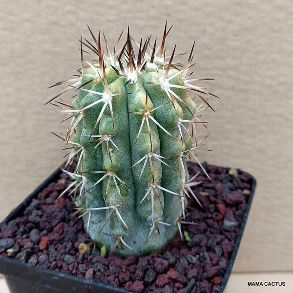 COPIAPOA CINEREA