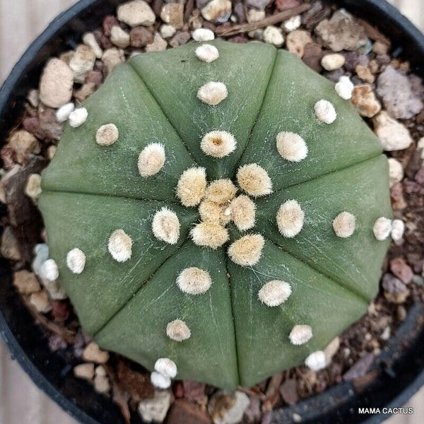 ASTROPHYTUM SUPER KABUTO NUDUM