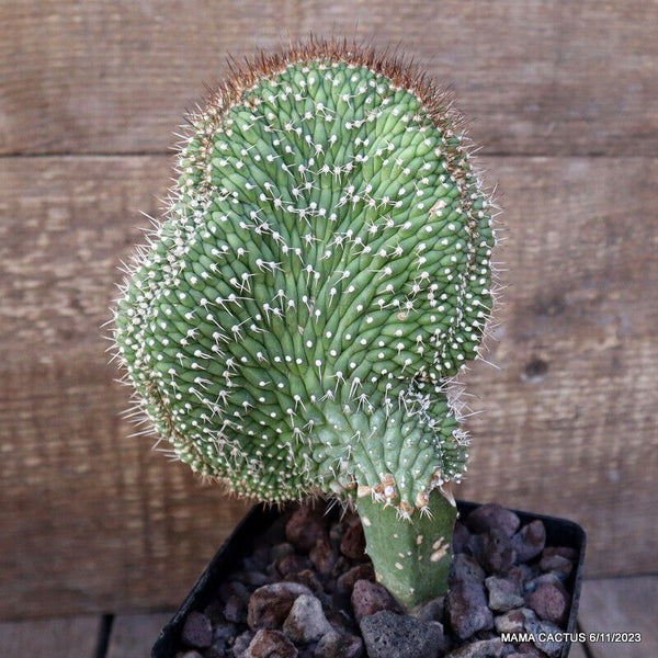 SELENICEREUS GRANDIFLORUS CRESTED GRAFTED