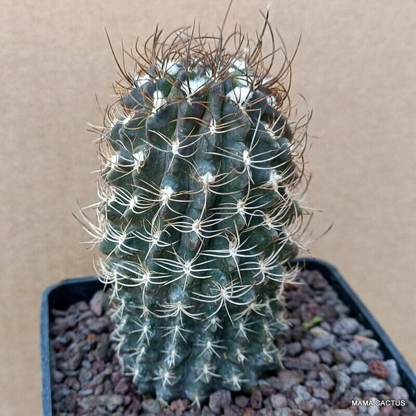NEOPORTERIA OCCULTA