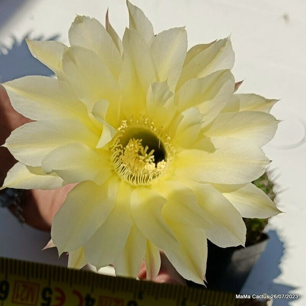 Flower  MaMa Cactus