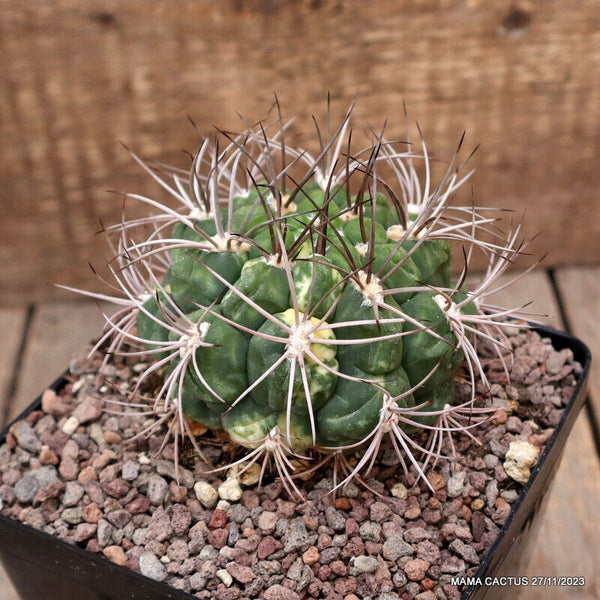 GYMNOCALYCIUM SAGLIONIS VARIEGATED