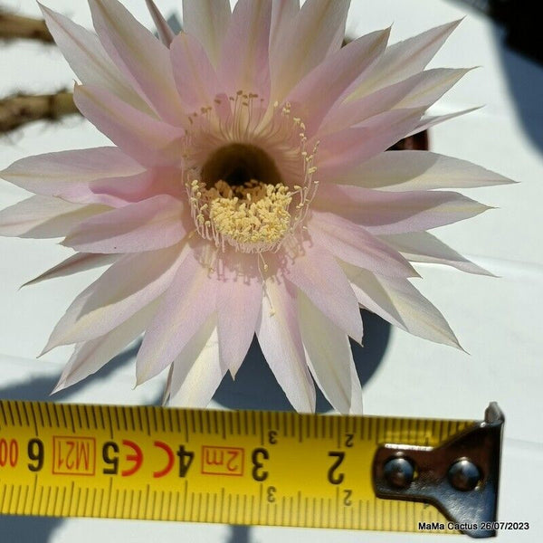 Flower  MaMa Cactus