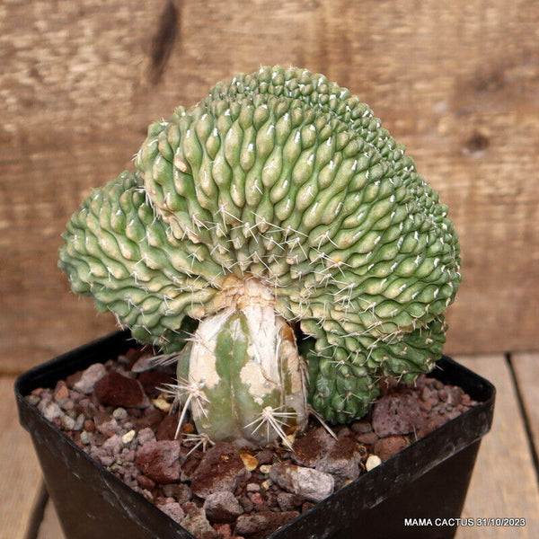 GYMNOCALYCIUM BALDIANUM CRESTED GRAFTED