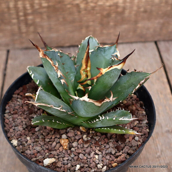 AGAVE TITANOTA