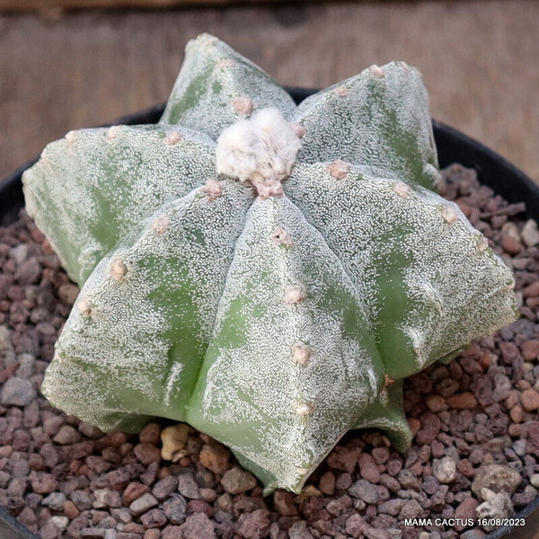 ASTROPHYTUM MYRIOSTIGMA FUKURYU