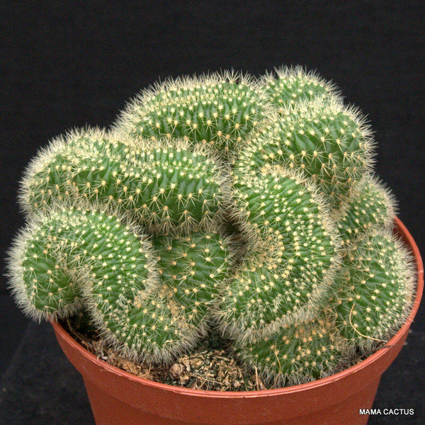MAMMILLARIA MATUDAE CRESTED