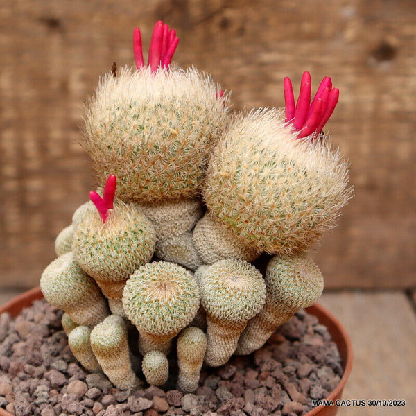EPITHELANTHA MICROMERIS