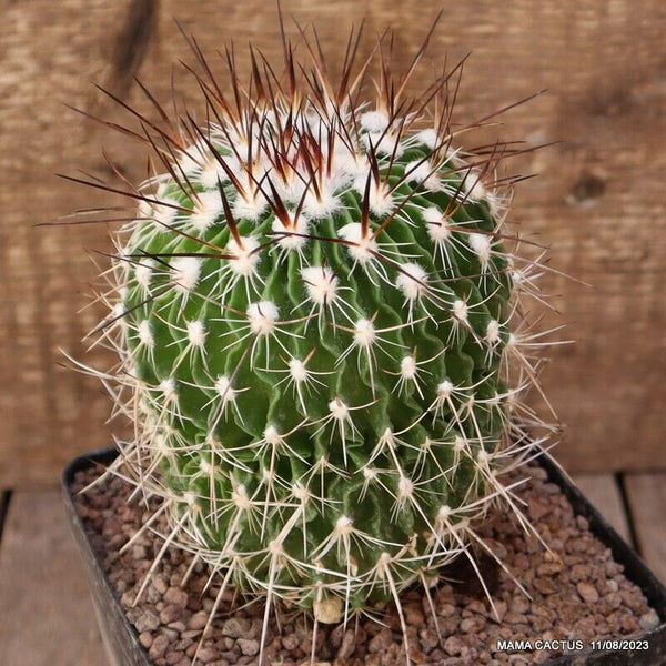 ECHINOFOSSULOCACTUS LAMELLOSUS