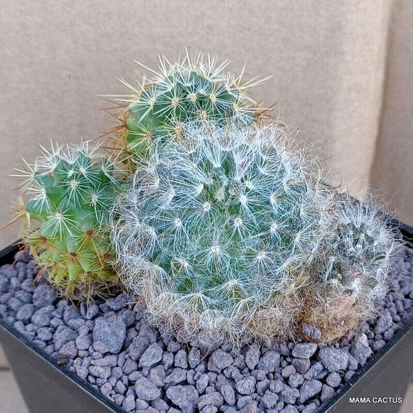 MAMMILLARIA AURISPINA