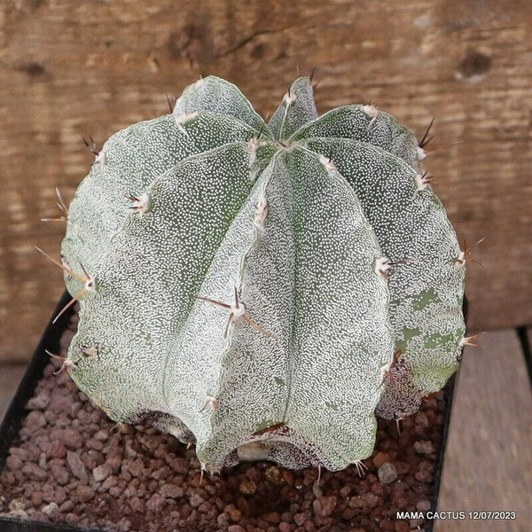 ASTROPHYTUM ORNATUM X ONZUKA