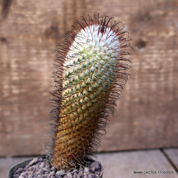 MAMMILLARIA PEREZ DE LA ROSAE