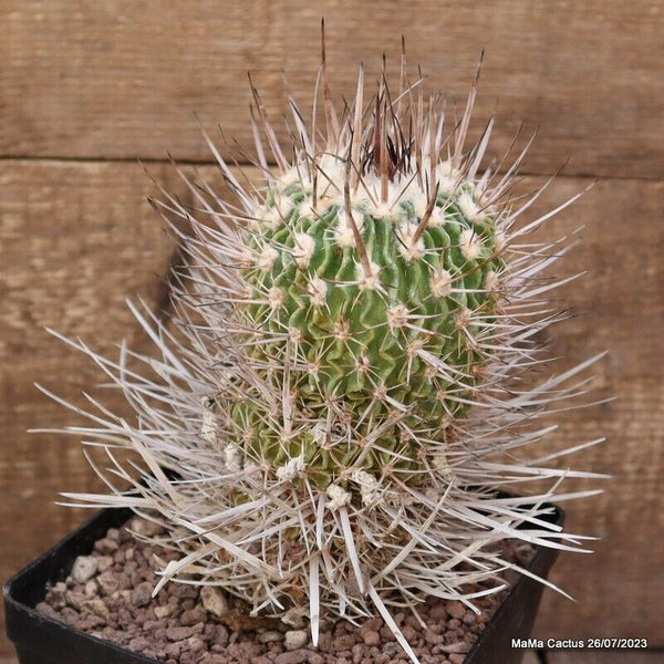 ECHINOFOSSULOCACTUS LAMELLOSUS OLD