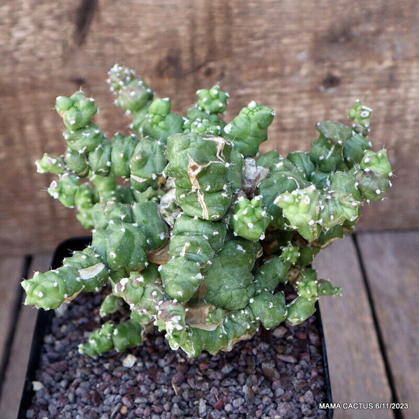 MAMMILLARIA BOCASANA MONSTER GRAFTED