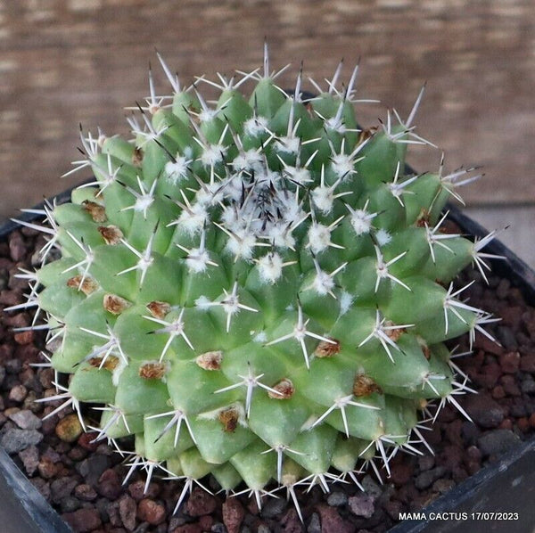 MAMMILLARIA COMPRESSA