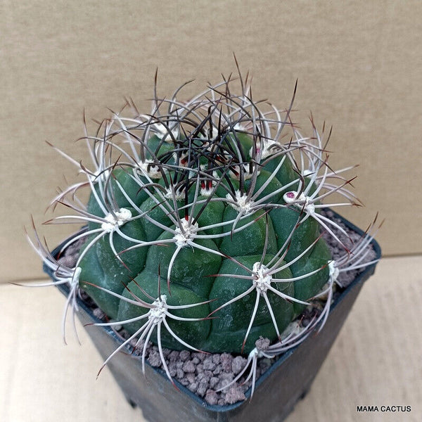GYMNOCALYCIUM SAGLIONIS