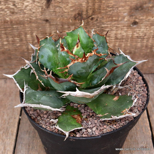 AGAVE TITANOTA
