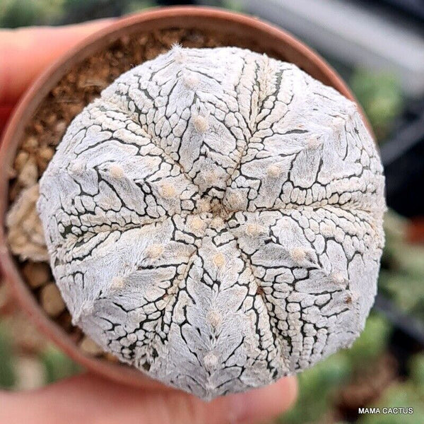 ASTROPHYTUM SUPER KABUTO V TYPE GRAFT