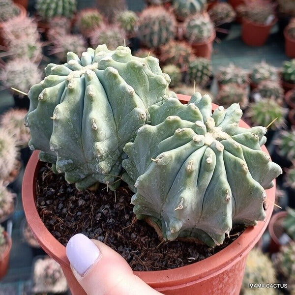 FEROCACTUS GLAUCESCENS INERMIS DICHOTOMIC