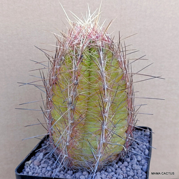 A7682 THELOCACTUS BICOLOR pot 12 cm H 14 cm W 8,5 cm MaMa Cactus