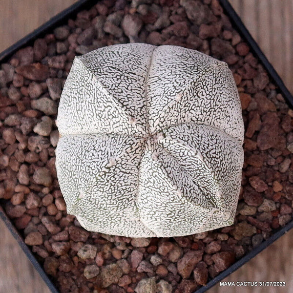 ASTROPHYTUM MYRIOSTIGMA ONZUKA