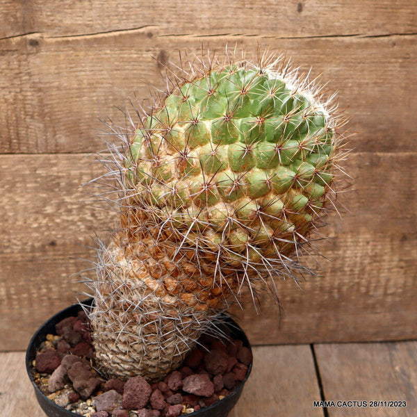 D2696 THELOCACTUS CONOTHELOS OLD pot18-H28-W14 cm MaMa Cactus