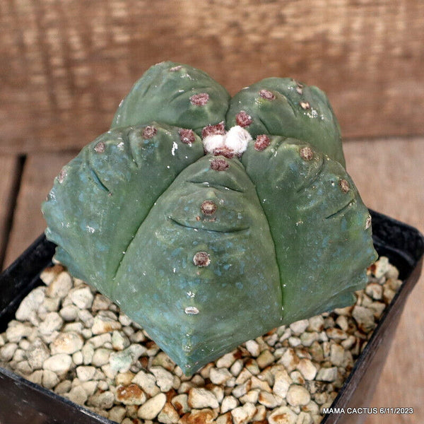 ASTROPHYTUM MYRIOSTIGMA KIKKO GRAFTED
