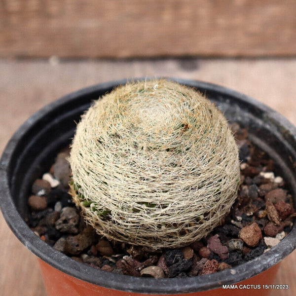 MAMMILLARIA LENTA