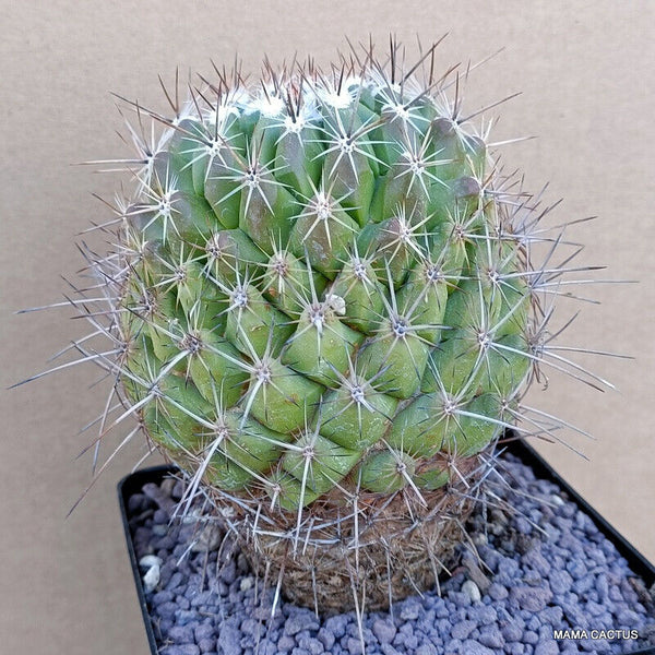 A7619 THELOCACTUS TULENSIS pot 12 cm H 13 cm W 9,5 cm MaMa Cactus