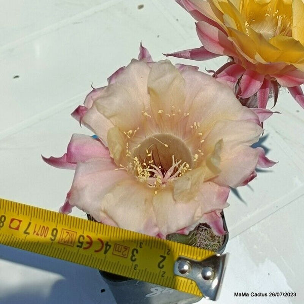 Flower  MaMa Cactus