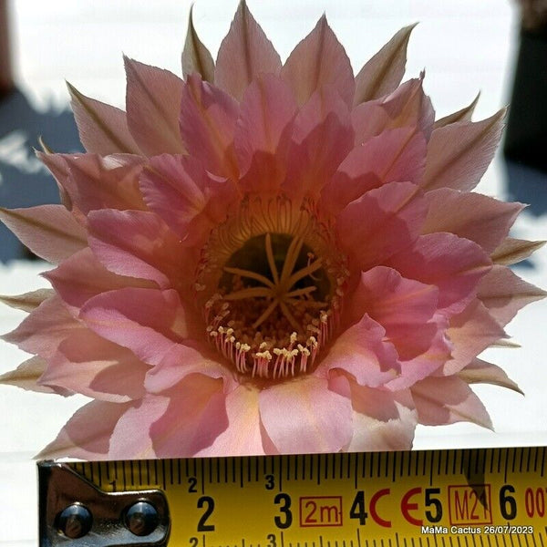 Flower  MaMa Cactus