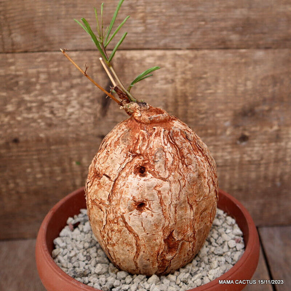 IPOMEA BOLUSII