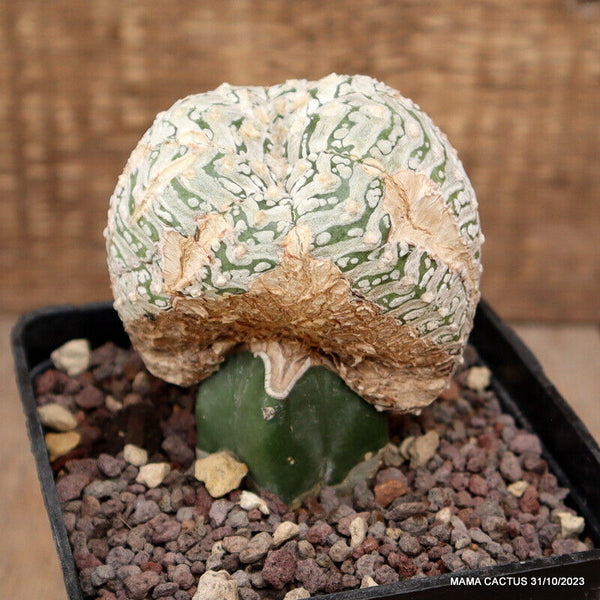 ASTROPHYTUM SUPER KABUTO V TYPE GRAFTED